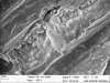 Microfotografia eletrnica mostrando clulas de leveduras imobilizadas em bagao de cana de acar