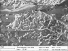 Microfotografia eletrnica de clulas de levedura imobilizadas por encapsulamento em gel de alginato